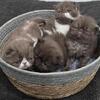 🍫Exotic Shorthaired kittens 🍫