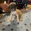 KeKes Kennel- Cane Corso puppies available - re-homing fee only