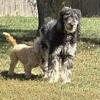 AKC Blue Merle Standard Poodle Female