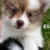 POMSKY PUPPY “Ella” born 8/7/24 (Pomeranian, mini husky)