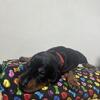 Doberman Pinscher Puppies ( 2. Weeks ready by sept 13) :  Pop Stars Looking for Furever Homes