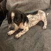 Miniature Dachshunds