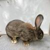 Pure Flemish Giant rabbit, Sandy color female. Will be huge