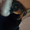 mini dachshund (male)