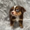 Mini Australian Shepard