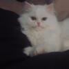 Female Persian kitten for rehoming