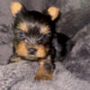 Yorkshire Terrier CKC registered puppy ready now for adoption