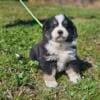 Mini Australian shepherd male puppy