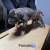 Presa Canario Puppies