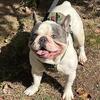 Stud Frenchie