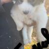 Great Pyrenees pups for sale