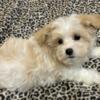 Havanese/Maltese pups