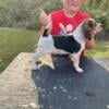 AKC Blue Tick Female Beagle puppy 400