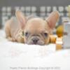 Poetic French Bulldog Puppy Sweet Pea Female Frenchies