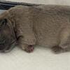 Platinum and Lilac Fluffy Frenchies San Antonio, Texas