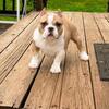 American bully female puppy