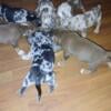 ABKC registered American Bully Pups 2 males and 5 females