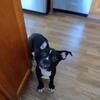 Micro Exotic Bully