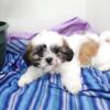 Shih Tzu red gold and white female with black marking
