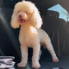 Toy poodle