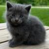 Half russian blue male barn kitten