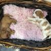 Cavalier Puppies - King Charles Spaniel