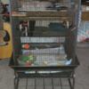 sugar gliders and cage with accessories ( make offer)