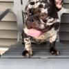 Chocolate tri color Merle frenchie