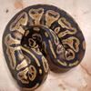 Male Bongo Ball Phyton