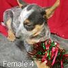 Female Heeler Puppies!!!