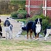 All size Bernedoodles for sale in Texas