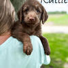 Labradoodle Puppies
