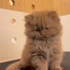 TICA Registered Persian Kitten