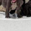 Purebred female French Bulldog ready for adoption now!