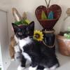 Beautiful affectionate kittens