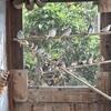 Diamond doves