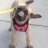 Rehoming 8-Week-Old Female Puppy – $200 – Comes With EVERYTHING