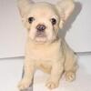 Fluffy frenchie Puppies for Sale