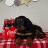 Adorable AKC Gordon Setters puppies