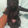 Yorkie-poo puppies looking for forever homes