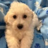 Maltese mix  male available