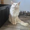 INTACT white male MAINECOON