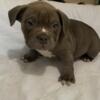Male American bully pup