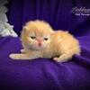 Red Persian Kittens in Arkansas