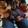 Miniature Pinscher Puppies