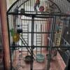 Cockatiel and large cage
