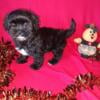 Morkie puppies boys and girls available