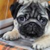 Bright Fawn Pug Puppies 2 Girls Left! - EXCLELLENT WITH KIDS - Ready Now!!