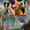 2 young males with cage & everything for trade or fee