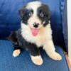 Black and white Australian shepherd puppies